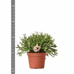 Rhipsalis Baccifera - H10cm, ø6cm - Plante D'intérieur -Emerald Soldes d8a9a5d59c839e84
