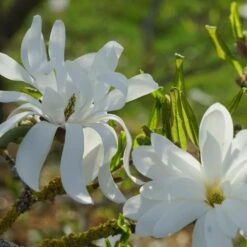 Magnolia étoilé Stellata/pot De 4l - 40/60 Cm -Emerald Soldes d8d2b549ab6873c6