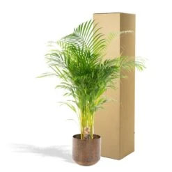 Palmier Areca Xl Et Son Cache-pot - H130cm, ø24cm - Très Grande Plante D'intérieur 8 Palmier Areca Xl Et Son Cache-pot - H130cm, ø24cm - Très Grande Plante D'intérieur -Emerald Soldes d9205f92e239750e