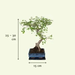 Bonsaï - H20cm, ø15cm - Plante D'intérieur 8 Bonsaï - H20cm, ø15cm - Plante D'intérieur -Emerald Soldes d9f129d9789b8019