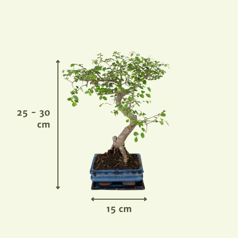 Bonsaï - H20cm, ø15cm - Plante D'intérieur 4 Bonsaï - H20cm, ø15cm - Plante D'intérieur – Image 4