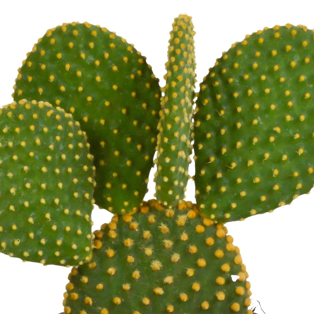 Cactus, Box De 3 Plantes - H15cm, ø10,5cm - Plantes D'intérieur 5 Cactus, Box De 3 Plantes - H15cm, ø10,5cm - Plantes D'intérieur – Image 5