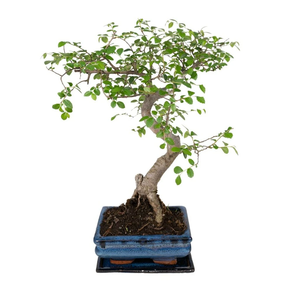Bonsaï - H20cm, ø15cm - Plante D'intérieur 1 Bonsaï - H20cm, ø15cm - Plante D'intérieur