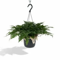 Humata Tyermannii - H20cm, ø17cm - Plante D'intérieur Tombante