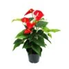 Flamant Flamant Rouge, Anthurium Anderanum, Pot De 17cm