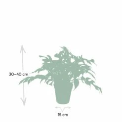 Monstera Minima - H25cm, ø15cm - Plante D'intérieur -Emerald Soldes e0cdad191f93fb5b