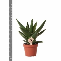 Aloe Brevifolia - H14cm, ø6cm - Plante D'intérieur Facile D'entretien -Emerald Soldes e4866a2fa84e2daf