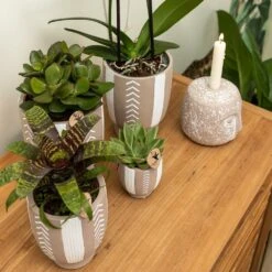 Echeveria Miranda - H13cm, ø9cm - Plante D'intérieur -Emerald Soldes e48b09644112b9bd