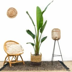 Strelitzia Augusta Xxl - H210cm, ø30cm - Très Grande Plante D'intérieur 6 Strelitzia Augusta Xxl - H210cm, ø30cm - Très Grande Plante D'intérieur -Emerald Soldes e83277b96848b0a0