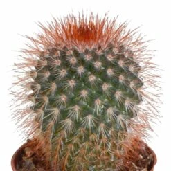 Cactus, Box De 5 Plantes - H8cm, ø5,5cm - Plantes D'intérieur -Emerald Soldes eabf162e297f7ccf