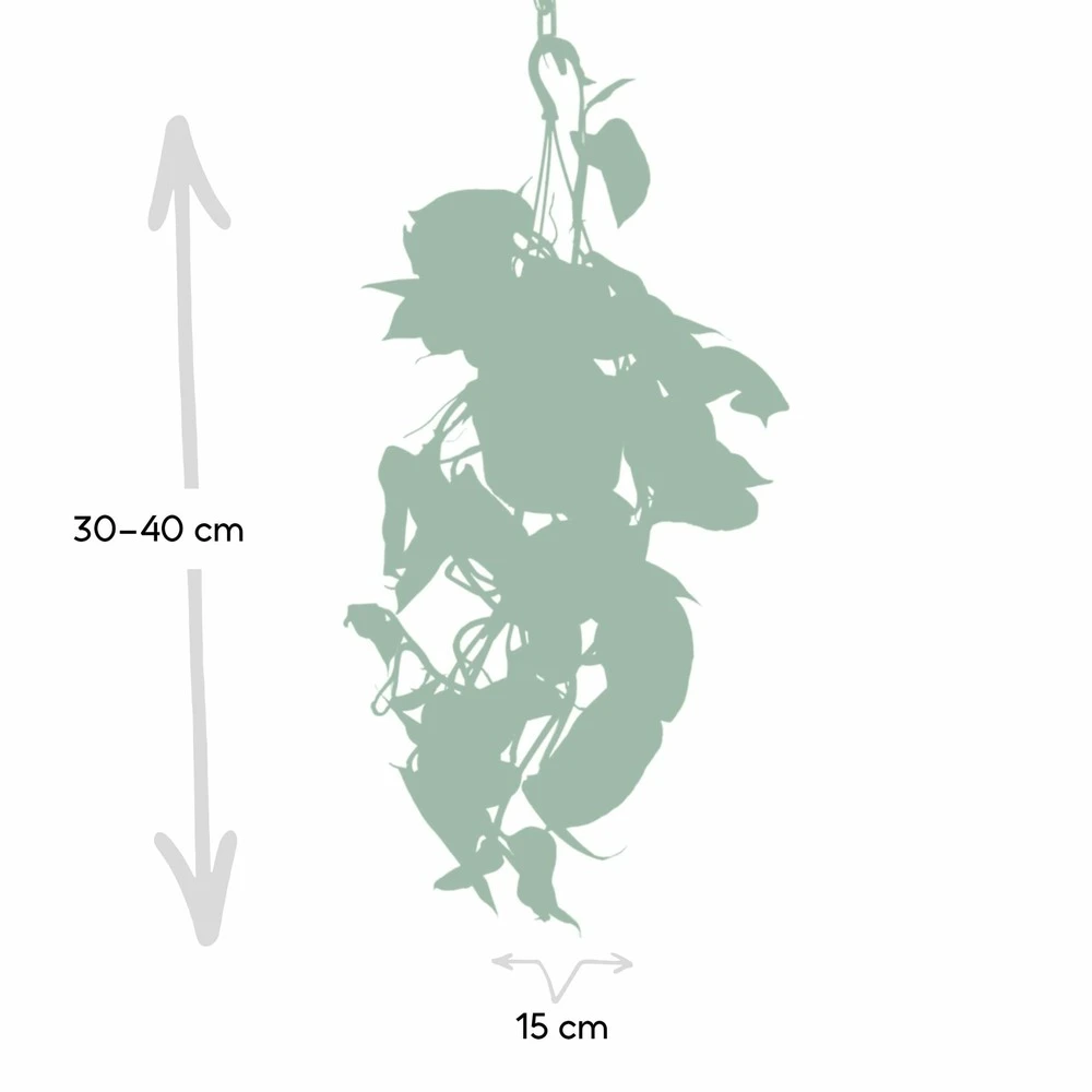 Epipremnum Aureum Scindapsus - H25cm, ø15cm - Plante D'intérieur Tombante 3 Epipremnum Aureum Scindapsus - H25cm, ø15cm - Plante D'intérieur Tombante – Image 3