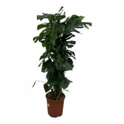 Monstera Deliciosa Xxl - H150cm, ø24cm - Très Grande Plante D'intérieur