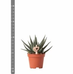 Haworthia - H11cm, ø6cm - Plante D'intérieur -Emerald Soldes eb6d65895f5d6334