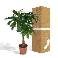 Pachira Aquatica - H70cm, ø17cm - Grande Plante D'intérieur 9 Pachira Aquatica - H70cm, ø17cm - Grande Plante D'intérieur -Emerald Soldes eedbc0a5177506a9