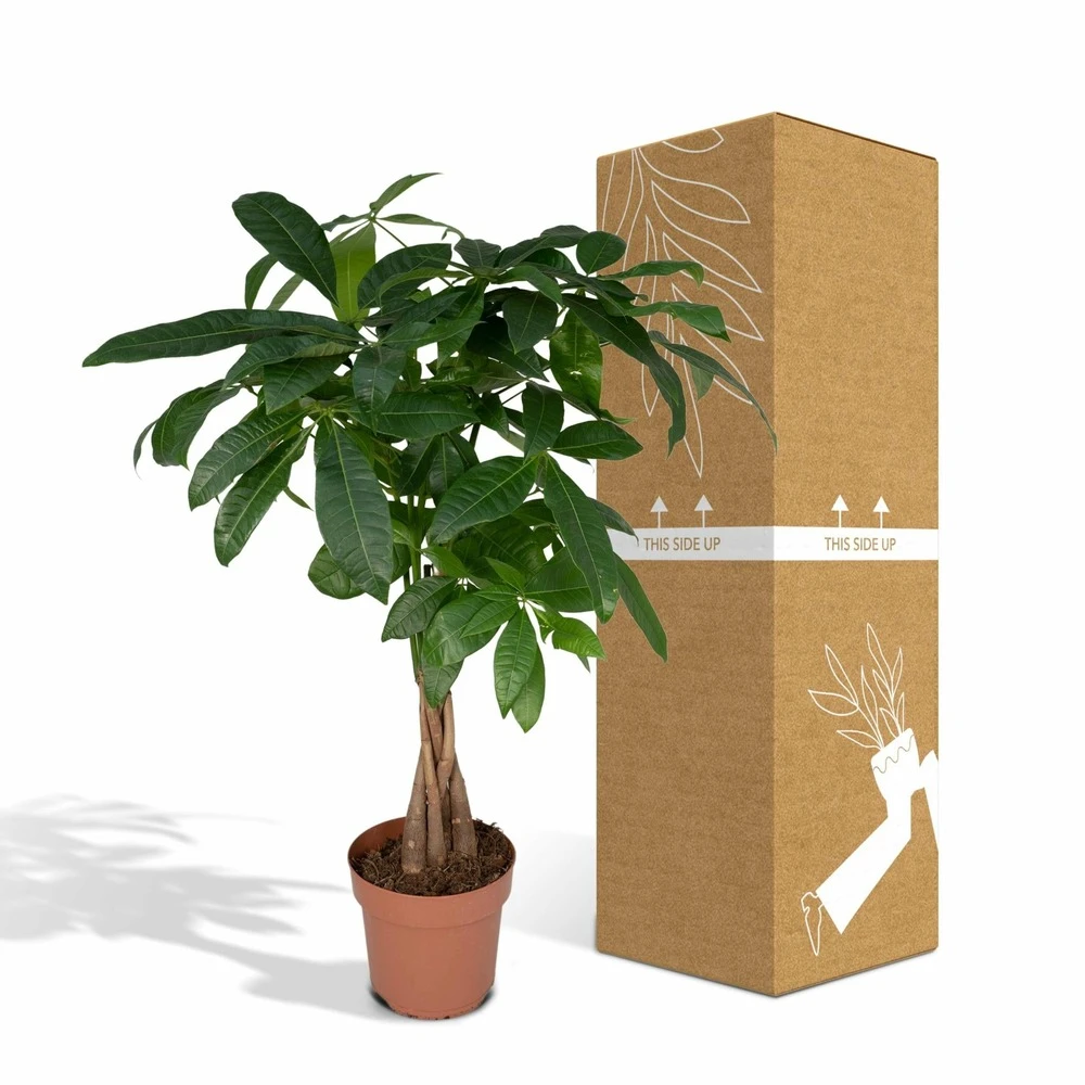 Pachira Aquatica - H70cm, ø17cm - Grande Plante D'intérieur 5 Pachira Aquatica - H70cm, ø17cm - Grande Plante D'intérieur – Image 5