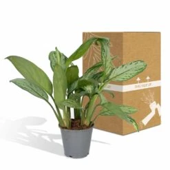 Aglaonema Christina - H30cm, ø12cm - Plante D'intérieur 9 Aglaonema Christina - H30cm, ø12cm - Plante D'intérieur -Emerald Soldes f0caf2476ad693a9
