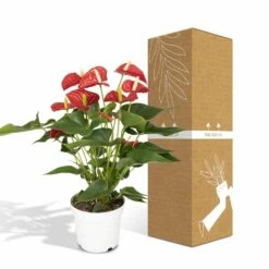 Anthurium Rouge - H55cm, ø17cm - Plante D'intérieur 9 Anthurium Rouge - H55cm, ø17cm - Plante D'intérieur -Emerald Soldes f142fbabc9731d72
