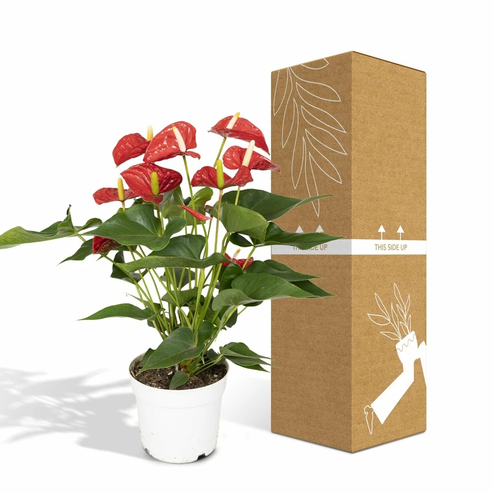 Anthurium Rouge - H55cm, ø17cm - Plante D'intérieur 5 Anthurium Rouge - H55cm, ø17cm - Plante D'intérieur – Image 5
