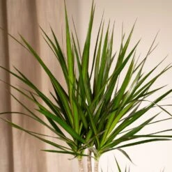 Dracaena Marginata - H100cm, ø19cm - Très Grande Plante D'intérieur 7 Dracaena Marginata - H100cm, ø19cm - Très Grande Plante D'intérieur -Emerald Soldes f23e880432de9a1d