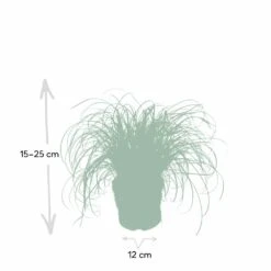 Herbe à Chat - H20cm, ø12cm - Plante D'intérieur -Emerald Soldes f3d68845697a0a0e