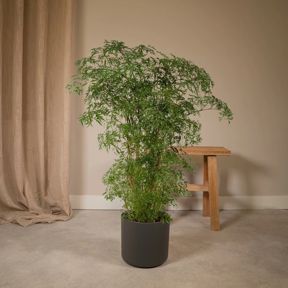 Polyscias Fruticosa - H75cm, ø21cm - Grande Plante D'intérieur 2 Polyscias Fruticosa - H75cm, ø21cm - Grande Plante D'intérieur – Image 2