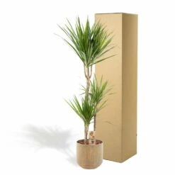 Dracaena Et Son Cache-pot - H120cm, ø21cm - Très Grande Plante D'intérieur 9 Dracaena Et Son Cache-pot - H120cm, ø21cm - Très Grande Plante D'intérieur -Emerald Soldes f6d4a226b56d89b2