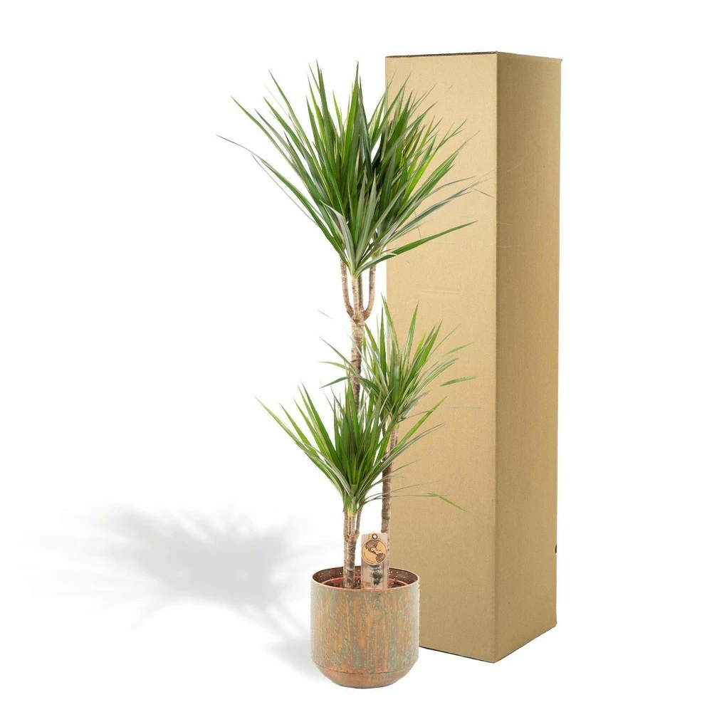 Dracaena Et Son Cache-pot - H120cm, ø21cm - Très Grande Plante D'intérieur 5 Dracaena Et Son Cache-pot - H120cm, ø21cm - Très Grande Plante D'intérieur – Image 5