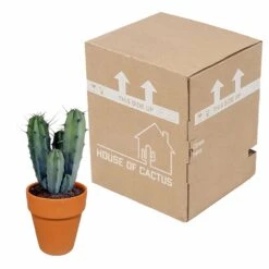 Myrtillocactus Et Son Cache-pot En Terracotta - H40cm, ø17cm - Plante D'intérieur -Emerald Soldes f9dc4db908057f89