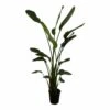 Strelitzia Nicolai Xxl - H180cm, ø24cm - Très Grande Plante D'intérieur