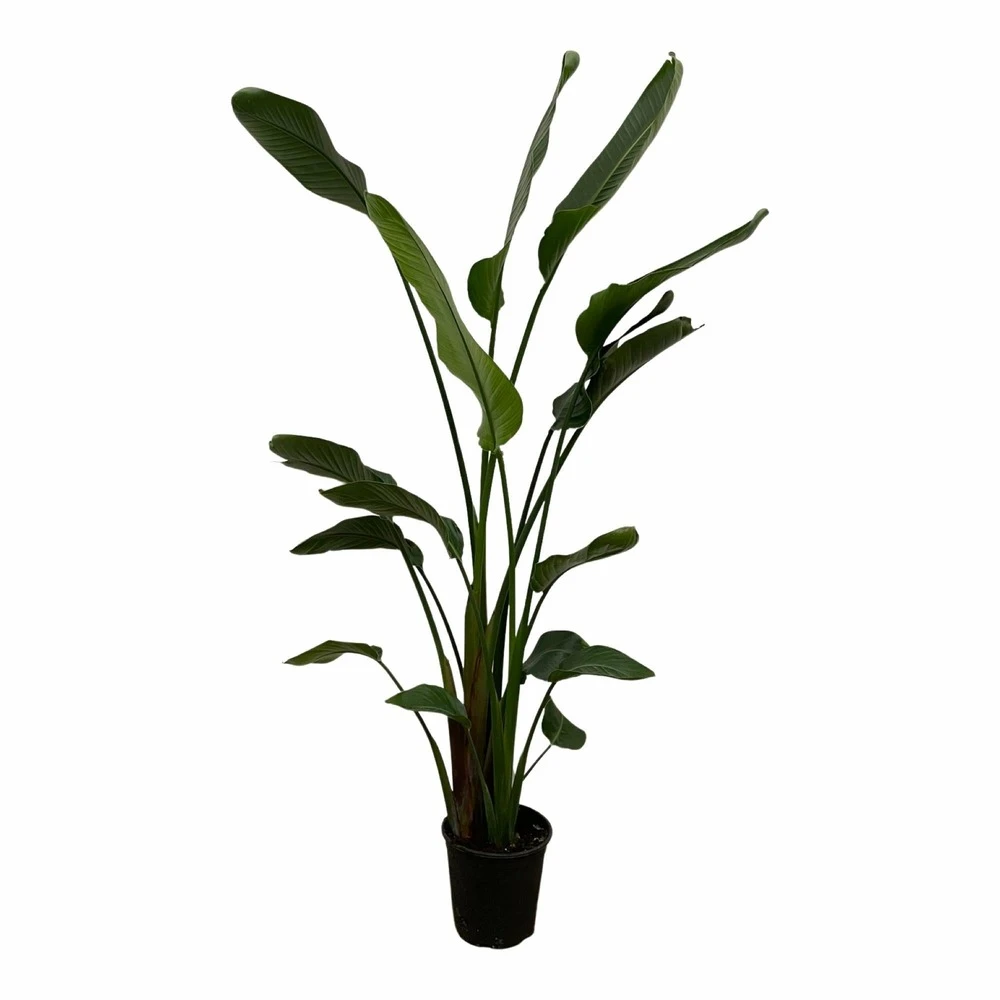 Strelitzia Nicolai Xxl - H180cm, ø24cm - Très Grande Plante D'intérieur 1 Strelitzia Nicolai Xxl - H180cm, ø24cm - Très Grande Plante D'intérieur