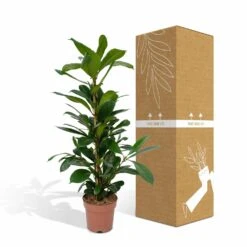 Ficus Cyathistipula - H80cm, ø21cm - Grande Plante D'intérieur -Emerald Soldes fc62b6ae0582e524