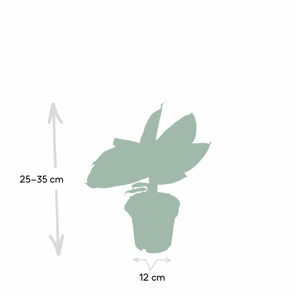 Bananier Nain Oriental - H25cm, ø12cm - Plante D'intérieur 4 Bananier Nain Oriental - H25cm, ø12cm - Plante D'intérieur – Image 4