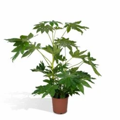 Fatsia Japonica Vert - H85cm, ø21cm - Grande Plante D'intérieur