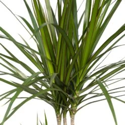 Dracaena Marginata - H70cm, ø17cm - Grande Plante D'intérieur -Emerald Soldes ff91d63cf255b5d5