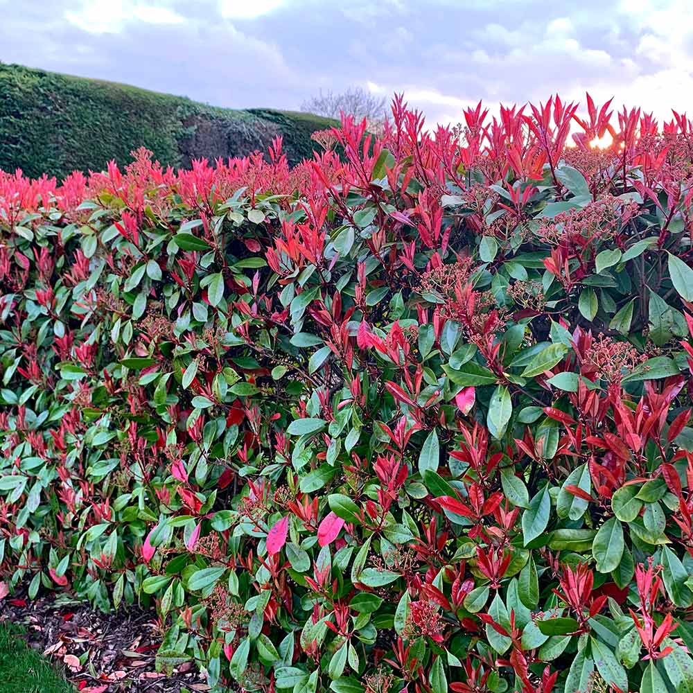 Emerald Soldes -Emerald Soldes 200489B PHOTINIA RED ROBIN INTERNAL